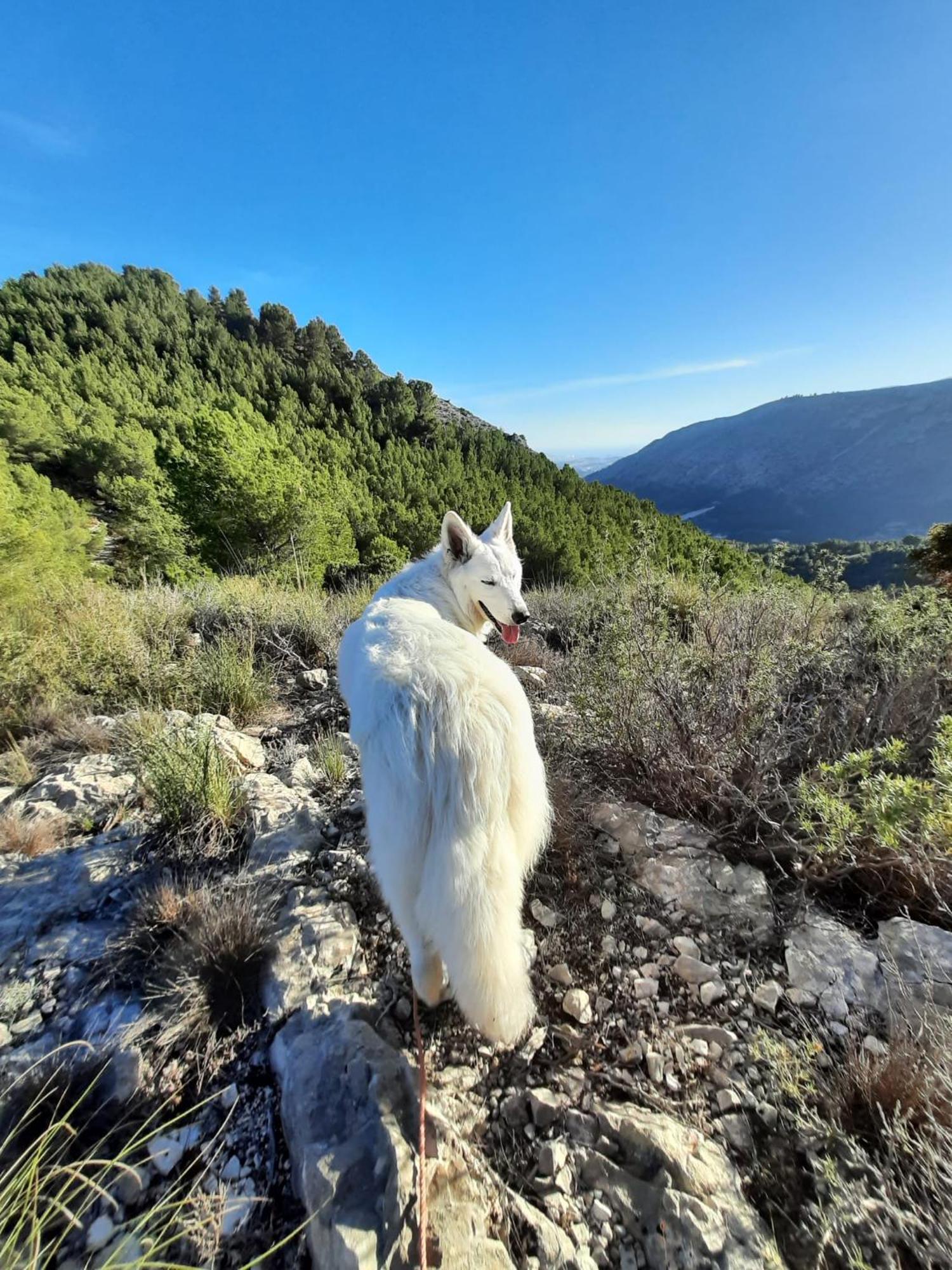 Finca Oliva Bolulla Buitenkant foto