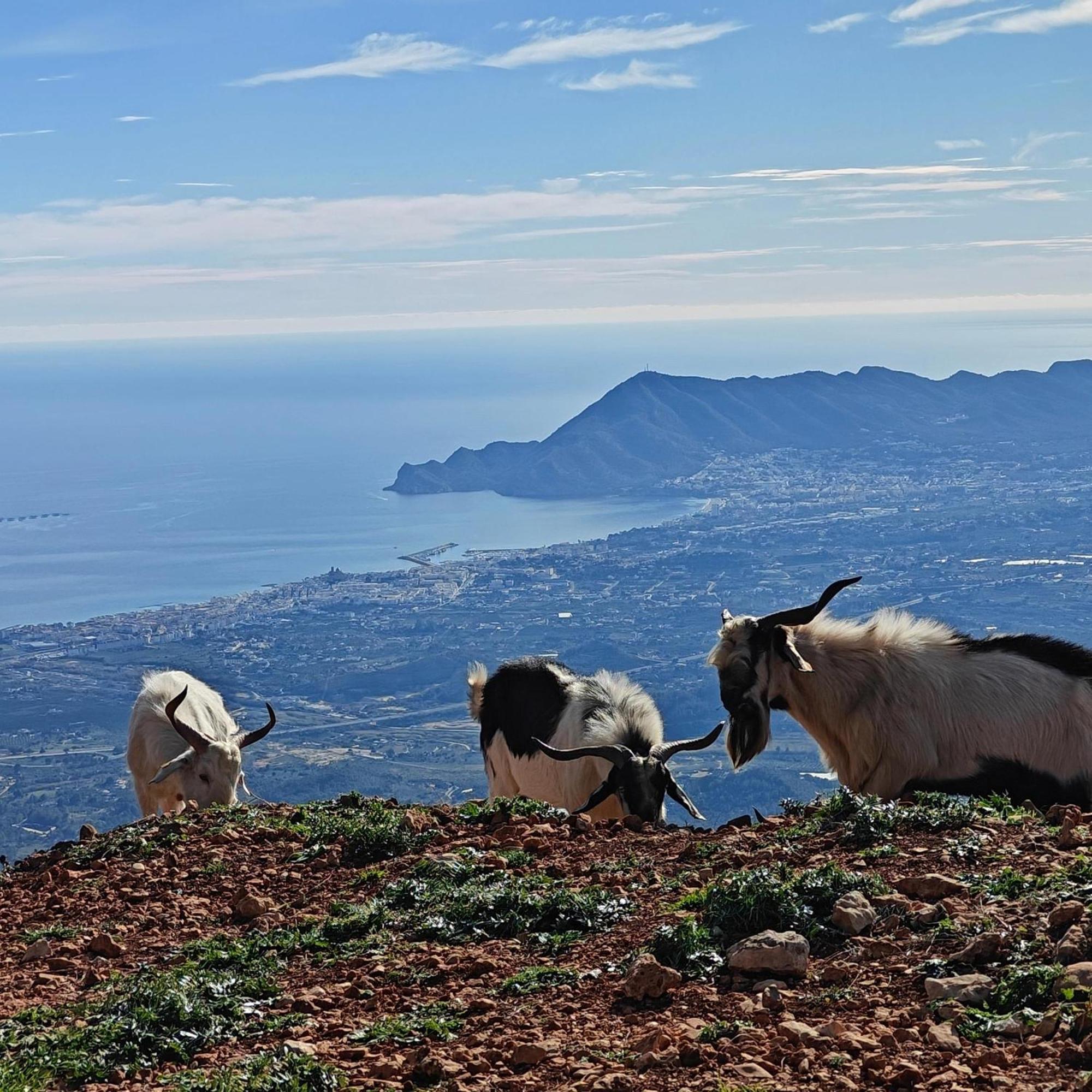 Finca Oliva Bolulla Buitenkant foto