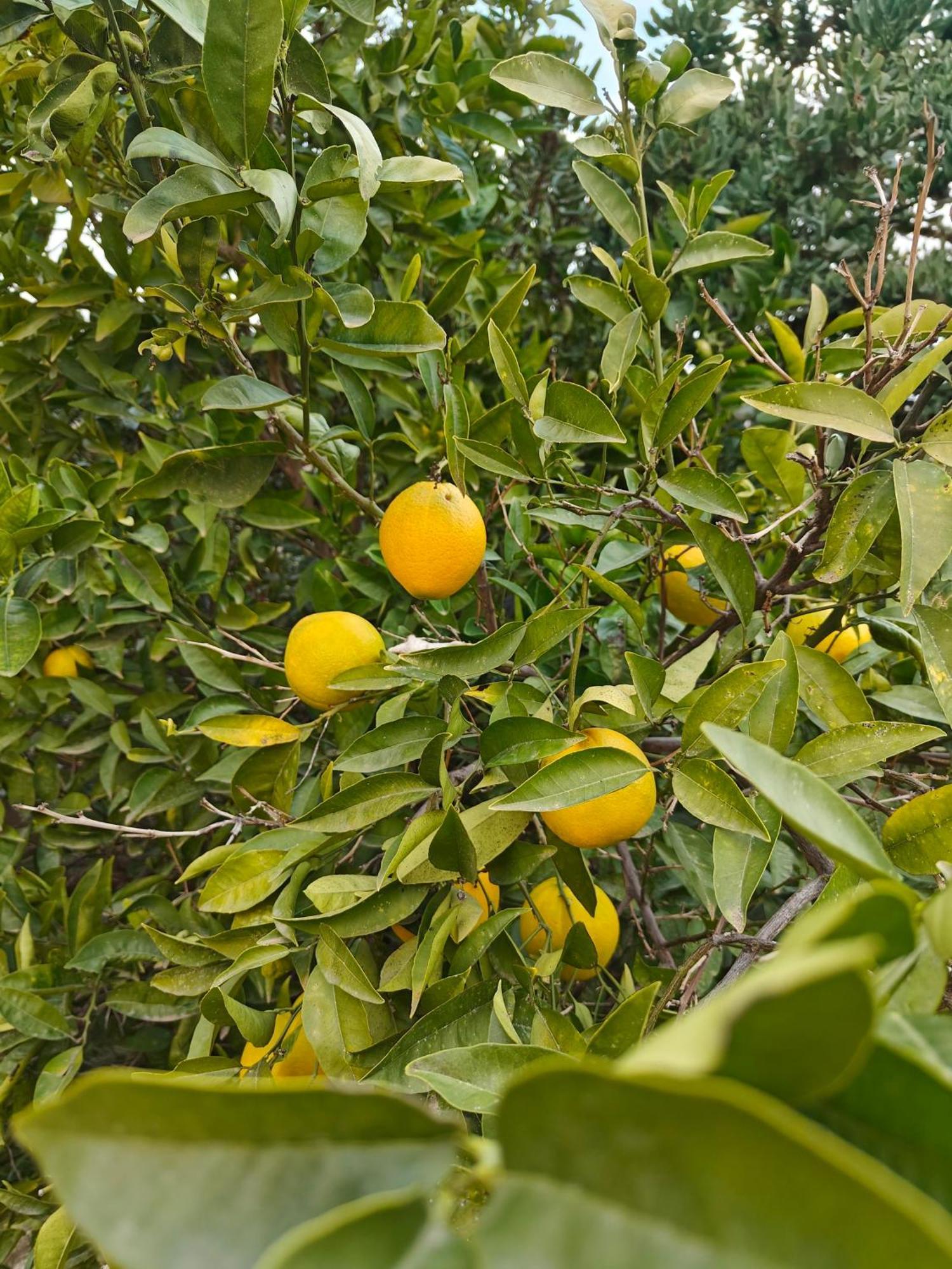 Finca Oliva Bolulla Buitenkant foto