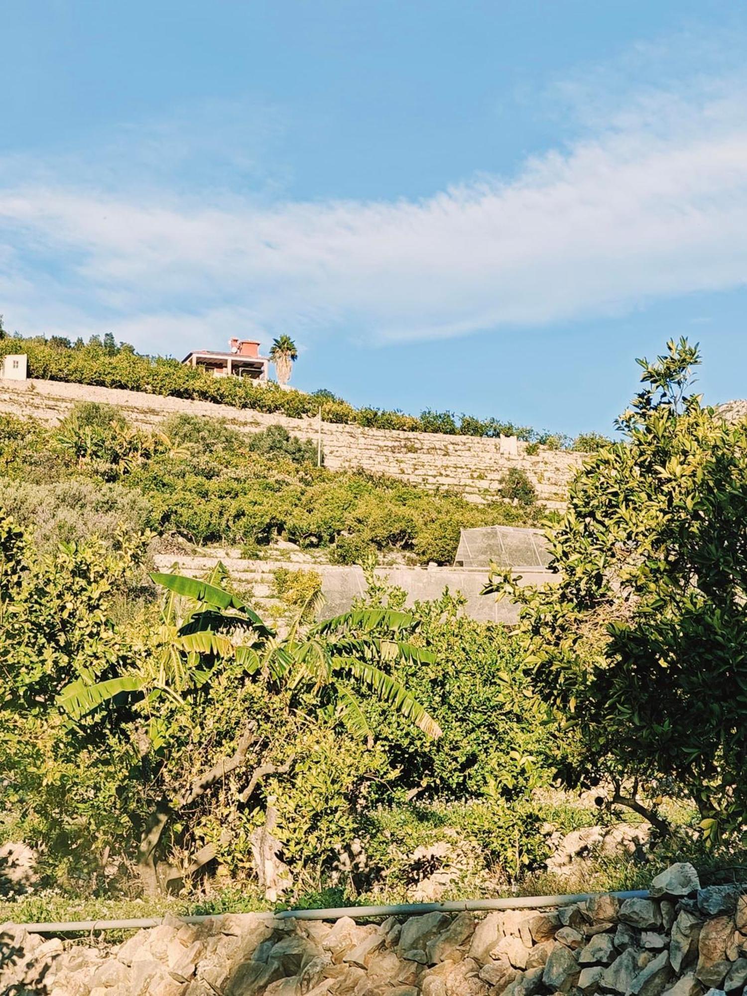 Finca Oliva Bolulla Buitenkant foto