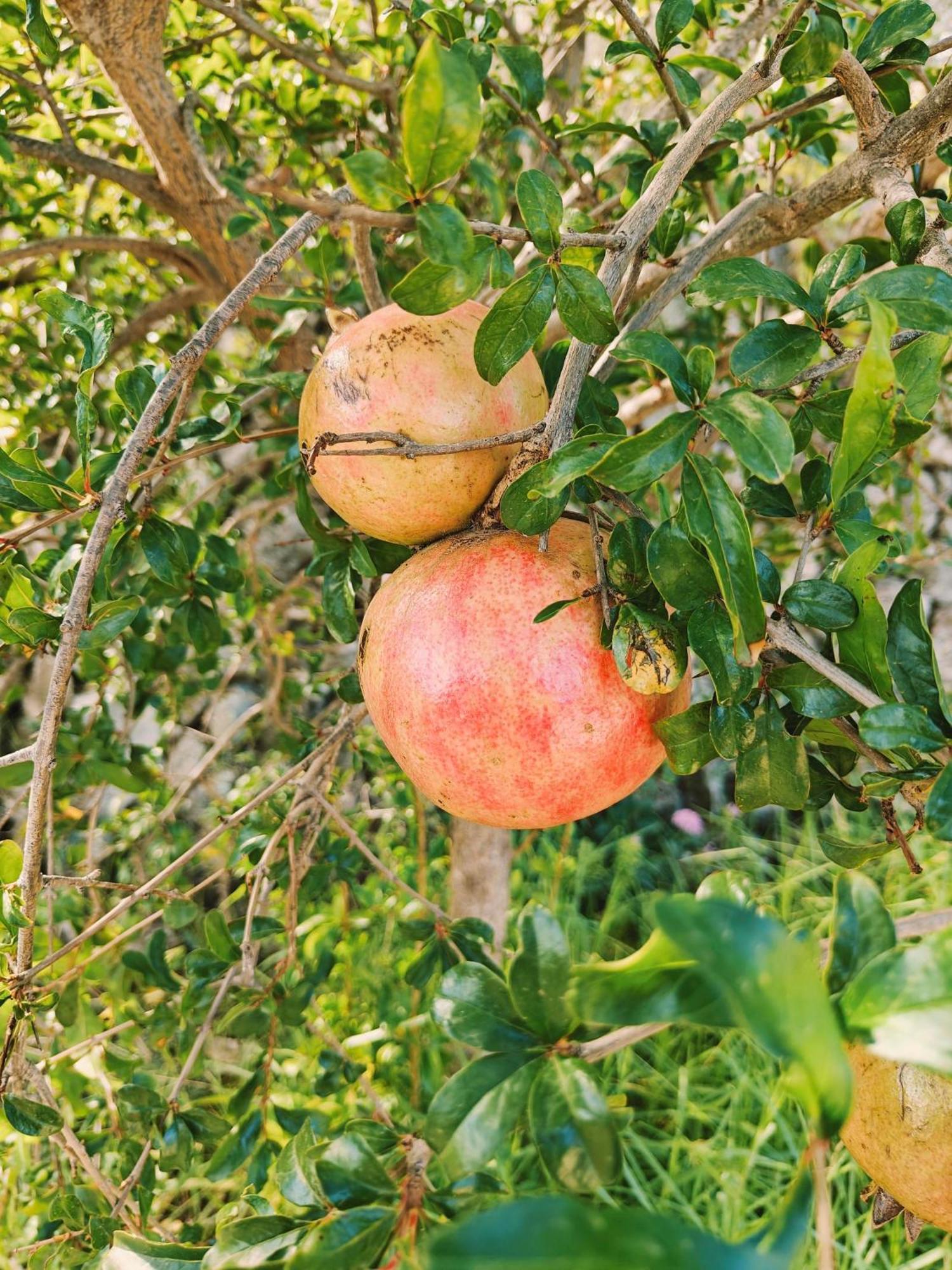 Finca Oliva Bolulla Buitenkant foto